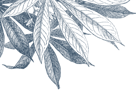 Cassava botanical illustration