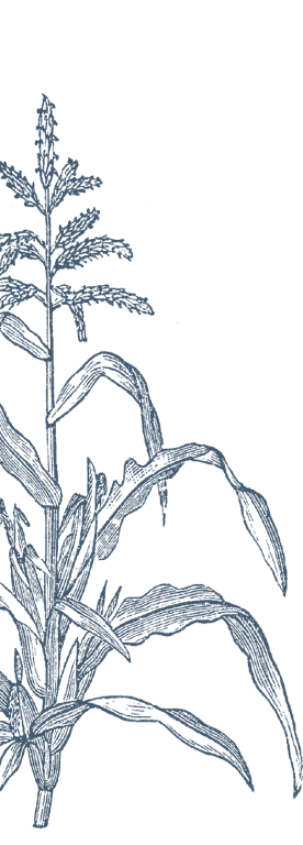 Maize botanical illustration