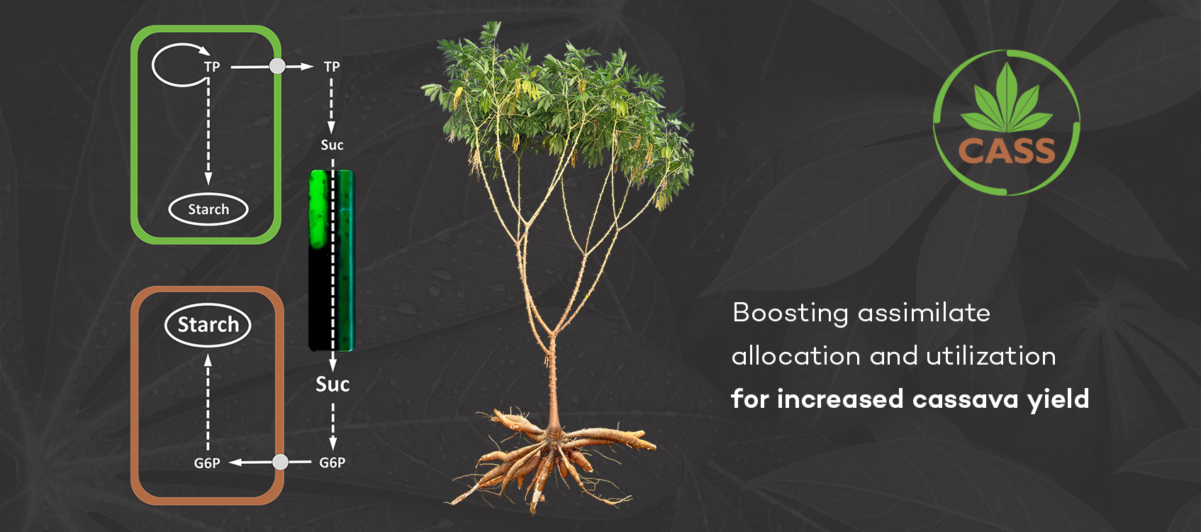 CASS logo superimposed atop a diagram showing how it increases a cassava plant's efficiency in converting CO2 to sugar. Caption: Boosting assimilate allocation and utilization for increased cassava yield.