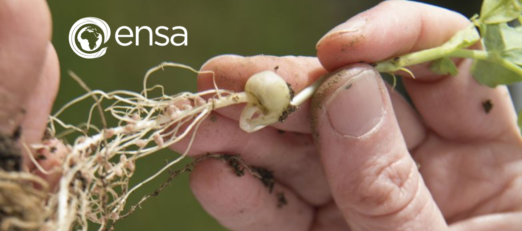 ENSA logo superimposed atop a closeup of fingers grasping the stalk of a pea plant start, its root fibers covered with nitrogen-fixing nodules and soil granules