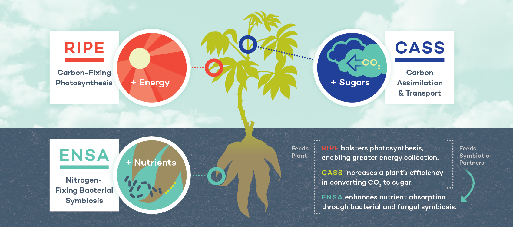 Diagram of a cassava plant showing technologies from RIPE (carbon-fixing photosynthesis), ENSA (nitrogen-fixing bacterial and fungal symbiosis), and CASS (carbon assimilation and transport) working together.