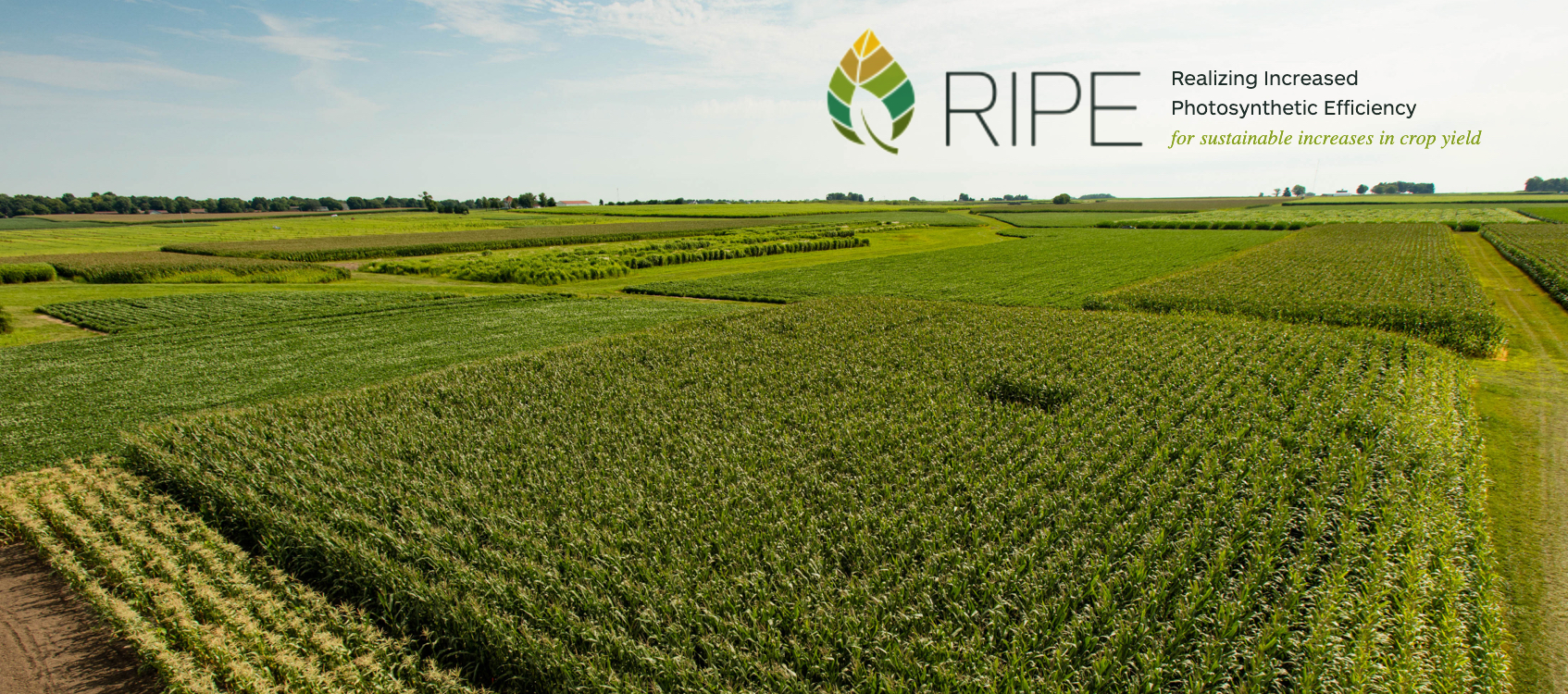 RIPE logo superimposed atop an expansive aerial landscape view of lush maize fields, horizon of blue sky