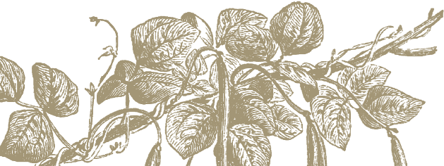 Cowpea botanical illustration