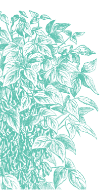 Soy plant illustration in teal