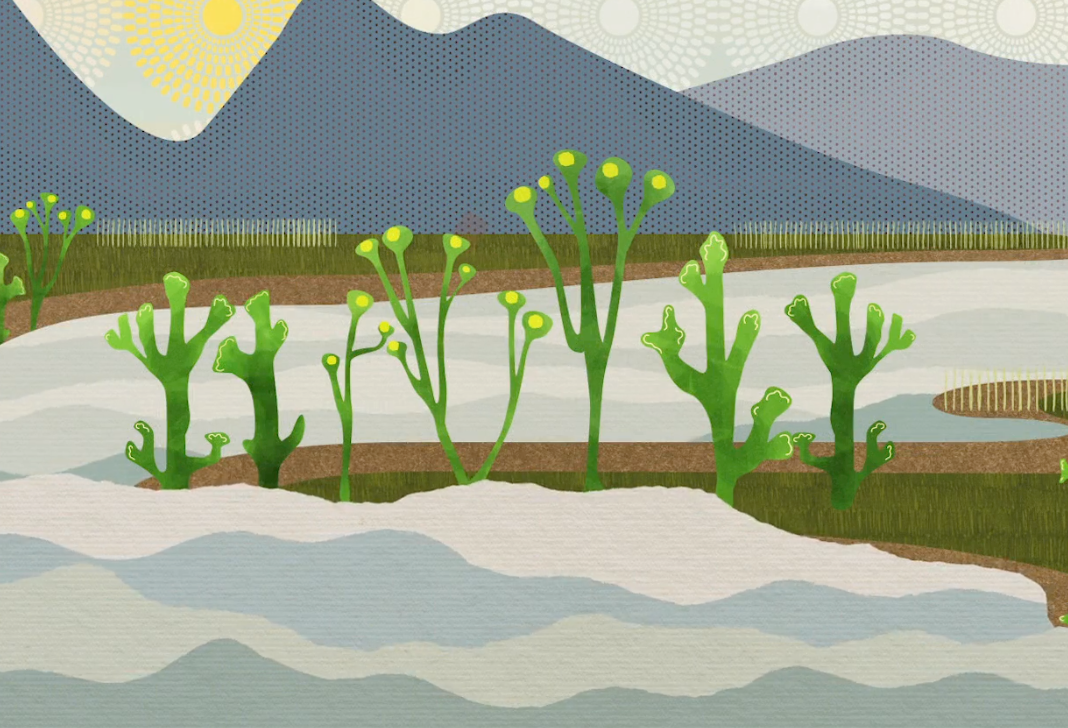 What is Nitrogen Fixation?