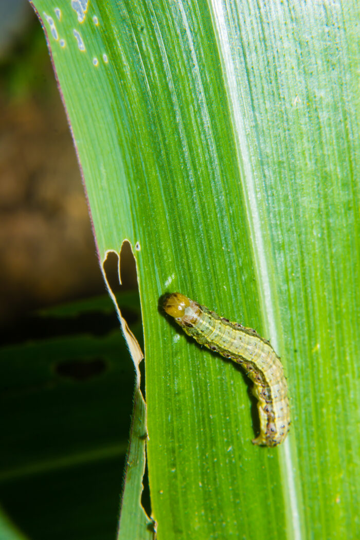 Gmaize Insect Maize - Gates Ag One