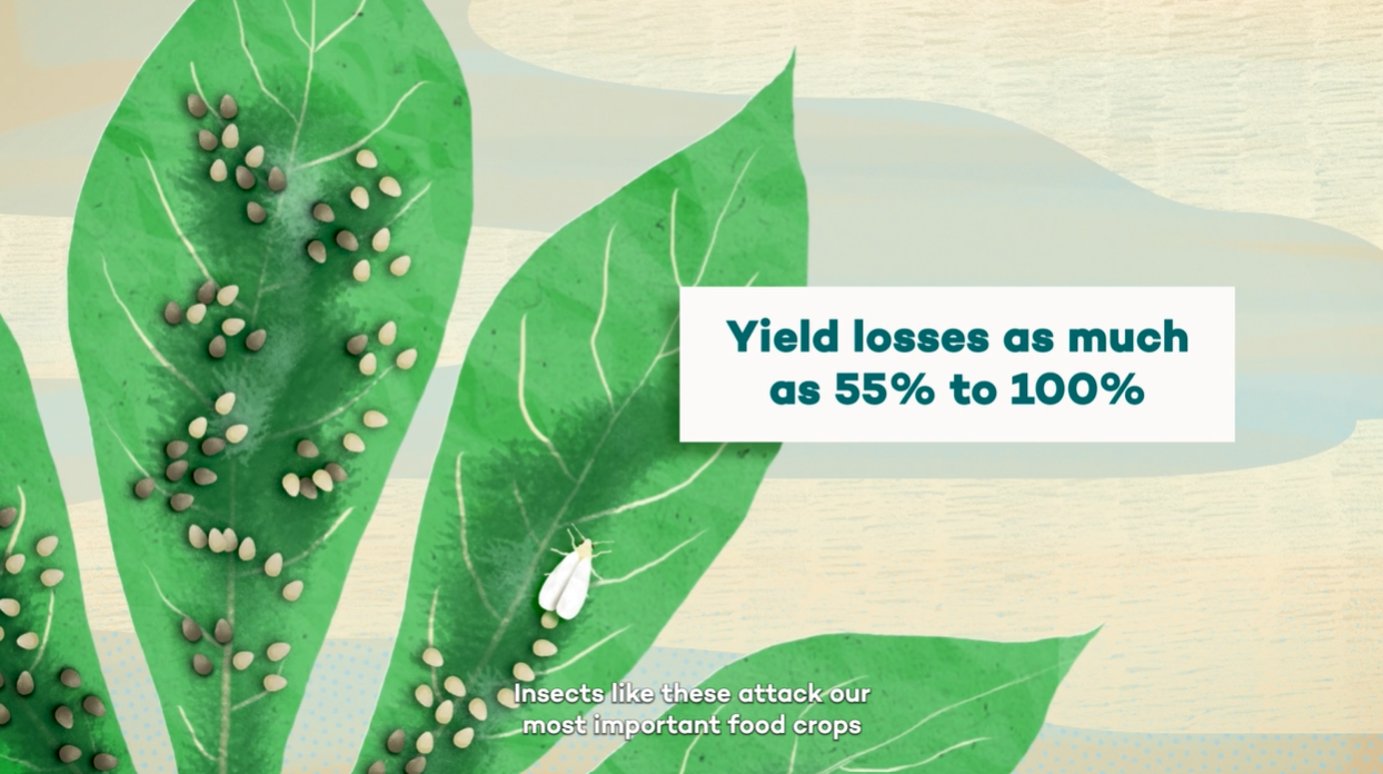 What is Insect Pest Protection
