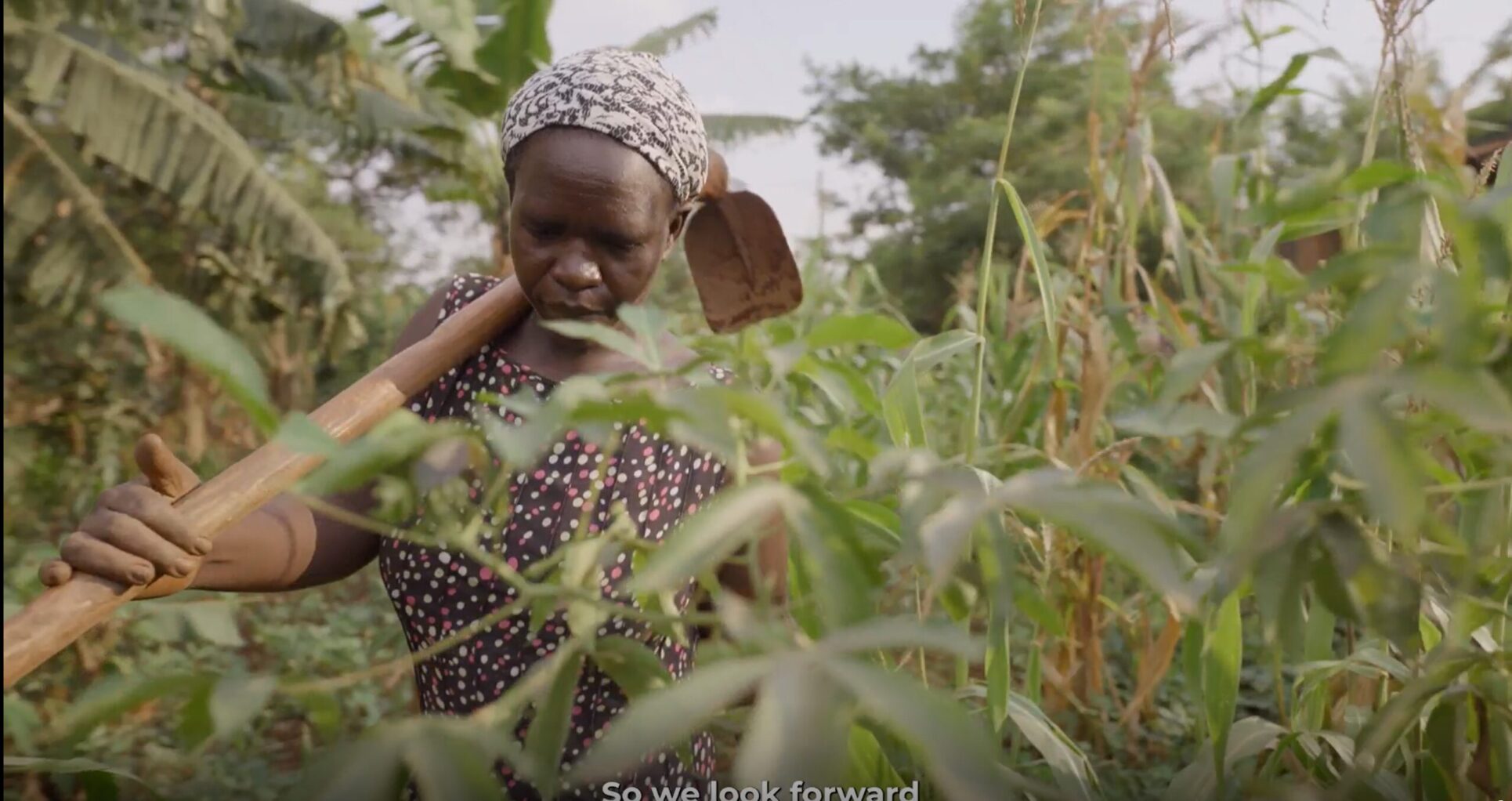 Saving Uganda’s Insurance Crop