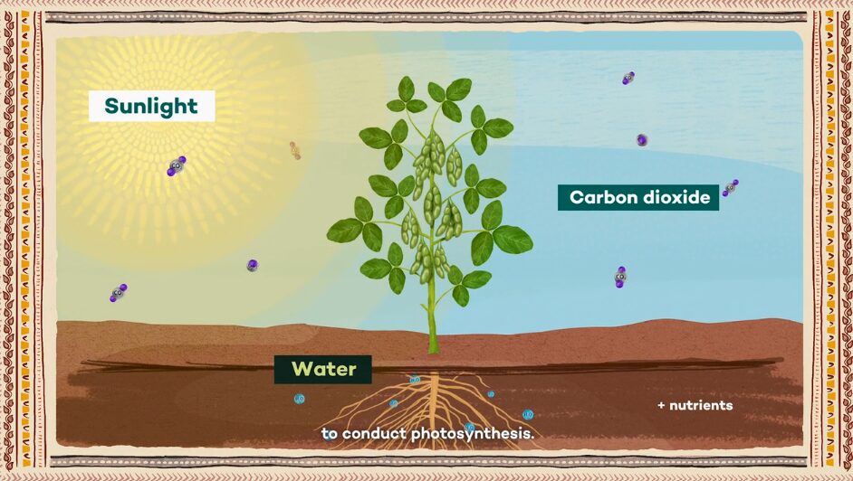 A New Light on Photosynthesis